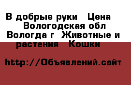 В добрые руки › Цена ­ 3 - Вологодская обл., Вологда г. Животные и растения » Кошки   